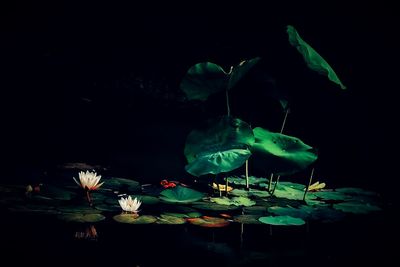 Lotus water lily in lake