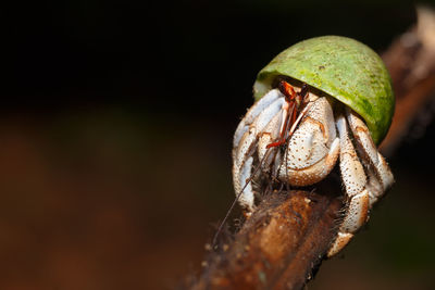 Close-up of insect on a land