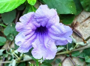 Close-up of purple flowers blooming outdoors
