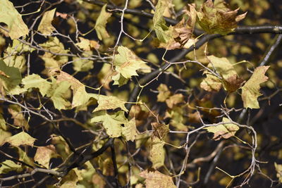 Close-up of plants