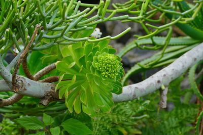 Close-up of plant growing on tree