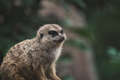Closeup of a meerkat in a zoo