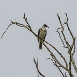 Low angle view of bird perching on branch against sky