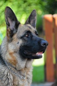 Close-up portrait of dog