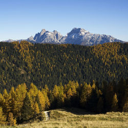 Scenic view of trees and mountains against clear sky
