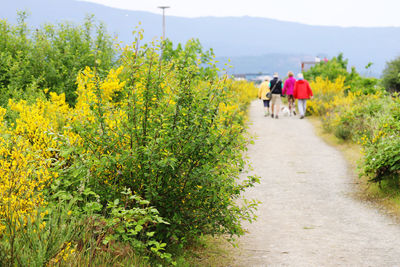 Rear view of people walking on road