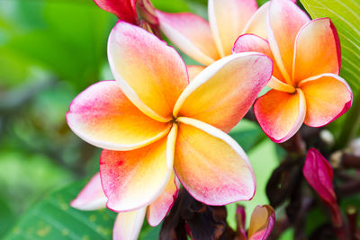 Close-up of pink frangipani flowers