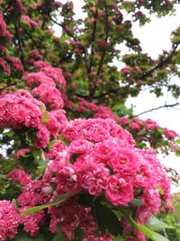 Close-up of pink flowers