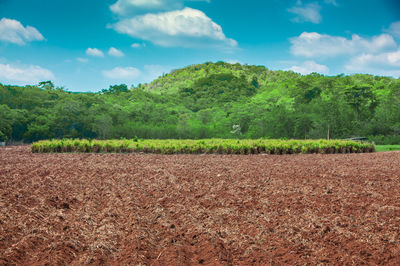 Scenic view of agricultural field against sky