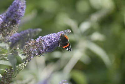 Close-up of butterfly on purple flower