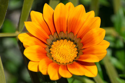 Close-up of yellow flower