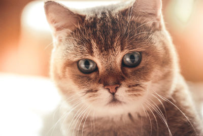 Close-up portrait of a cat