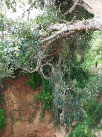 Close-up of tree trunk in forest