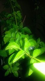 Close-up of water drops on plant