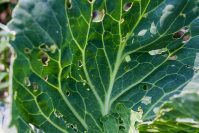 Close-up of fresh green plant