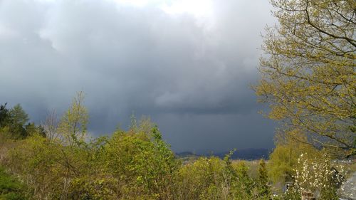 Low angle view of trees against cloudy sky