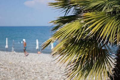 Palm tree by sea against sky