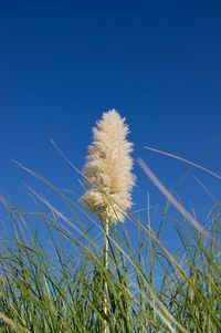 Low angle view of flowers against blue sky