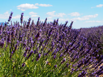 Close-up of lavender flowers blooming on field against sky