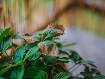 Close-up of fresh green leaves
