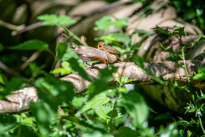 Close-up of bird perching on branch