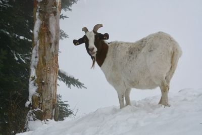 Horse standing on snow covered land