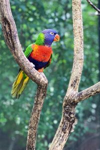 Close-up of bird perching on tree
