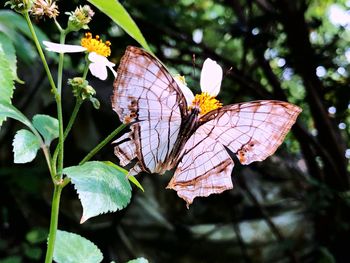 Close-up of butterfly pollinating flower