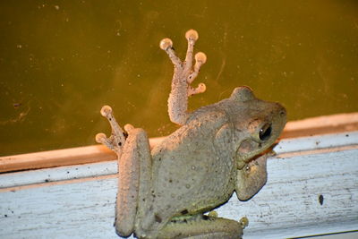 Close-up of frog on wood against lake