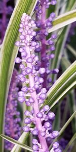 Close-up of lavender flowers