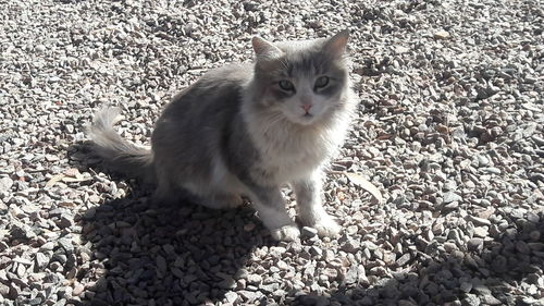 Portrait of cat sitting outdoors