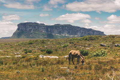 Horse grazing on grassy field against sky