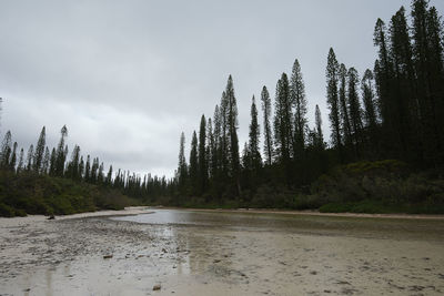 Scenic view of river amidst trees against sky