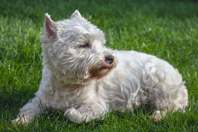 White dog lying on grass