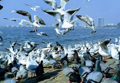 Seagulls flying over sea against sky