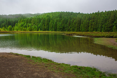 Scenic view of lake by trees in forest against sky