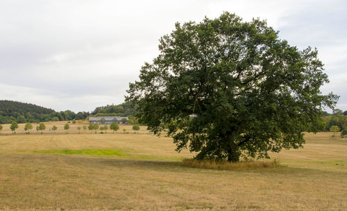 Trees on field against sky