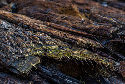 Close-up of tree trunk