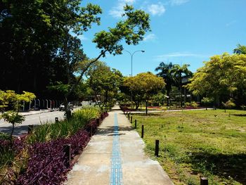 Trees in park against sky