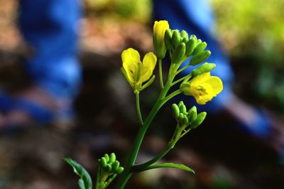 Close-up of yellow flowering plant