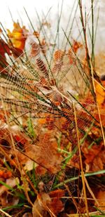 Close-up of spider web on plant