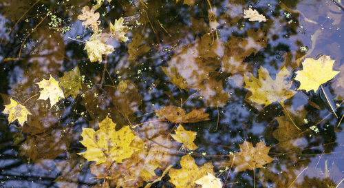Close-up of yellow leaves