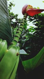 Close up of green plant