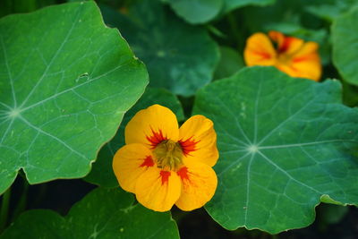 Close-up of flower blooming outdoors