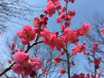 Low angle view of pink flowers on branch