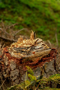 Close-up of lizard on tree stump