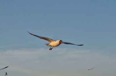 Low angle view of seagull flying