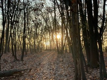 Sunlight streaming through trees in forest