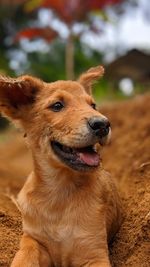 Close-up of a dog looking away