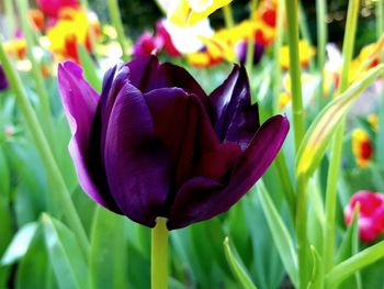 Close-up of purple crocus